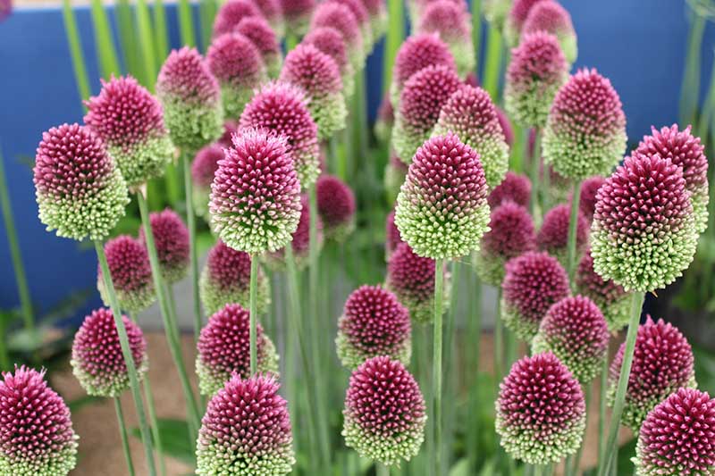 A close up horizontal image of drumstick alliums growing in containers indoors pictured on a blue soft focus background.