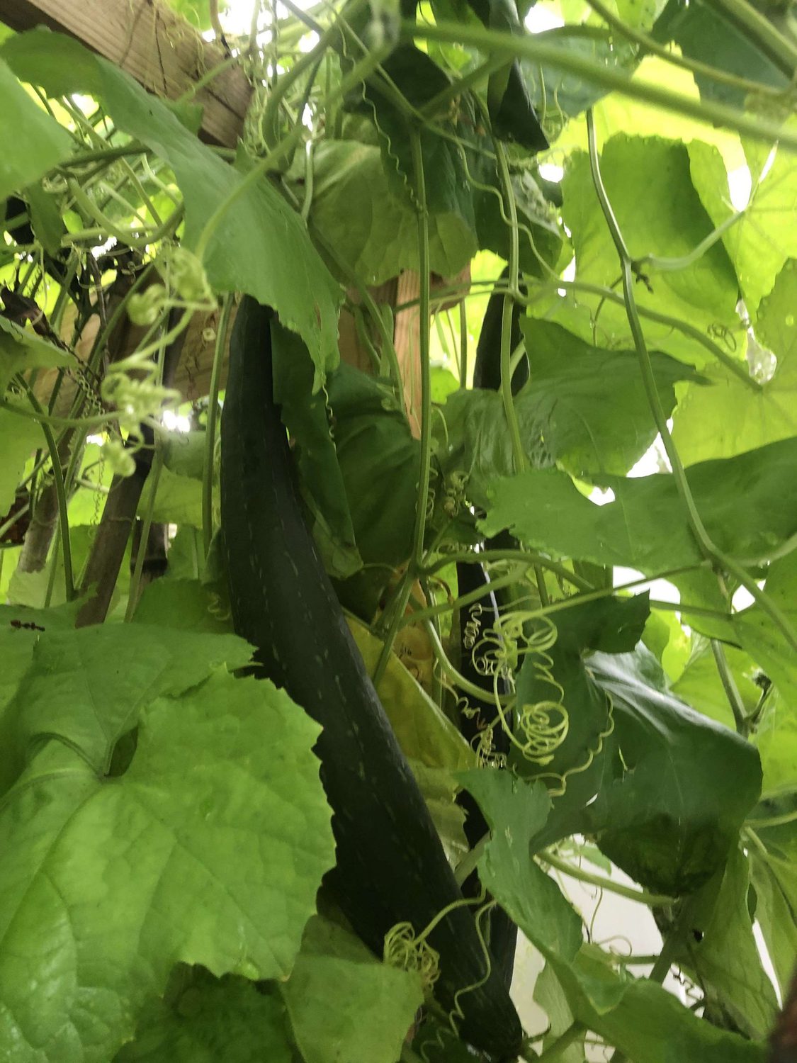 33 of the Best Cucumber Varieties to Grow at Home | Gardener’s Path