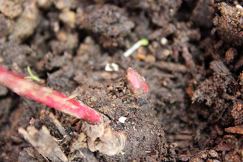 A close up horizontal image of the tuberous root of a peony plant showing the red eyes where the growth starts.