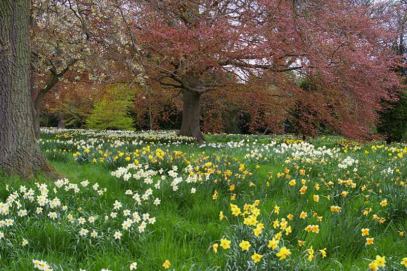 A horizontal image of a field with large trees and spring daffodils blooming underneath them.