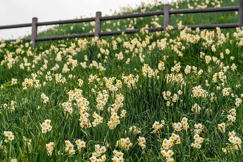 A horizontal image of a field of flowering daffodils with a wooden fence in soft focus in the background.