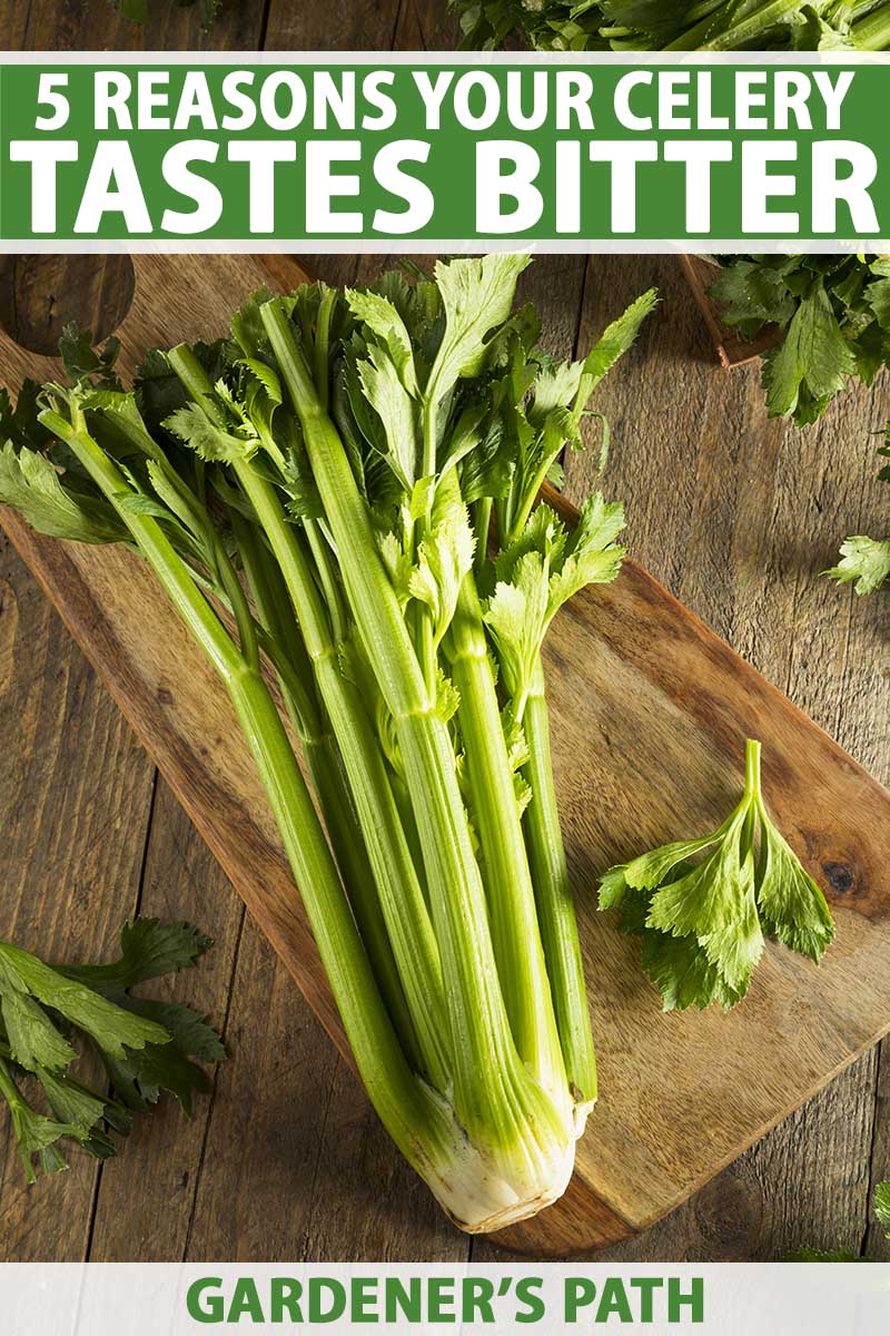 A close up vertical image of a freshly harvested bunch of celery stalks on a wooden chopping board set on a wooden surface. To the top and bottom of the frame is green and white printed text.