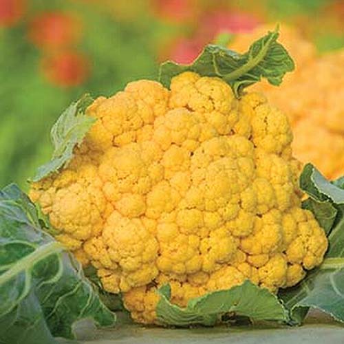 A close up square image of the yellow head of 'Flame Star' cauliflower, freshly harvested and set on a wooden surface, pictured on a soft focus background.