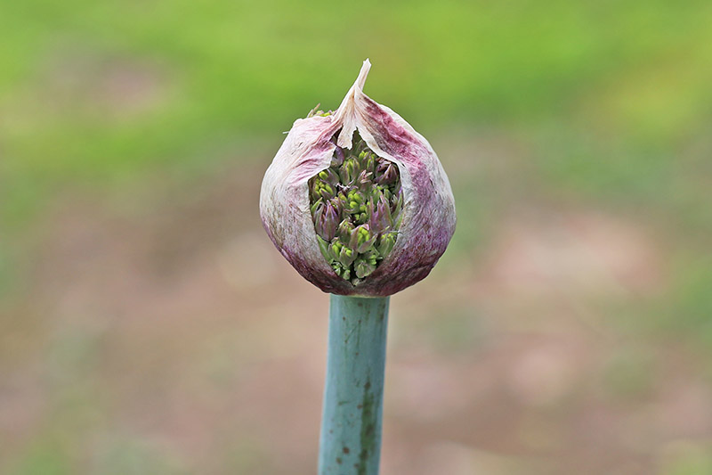 A close up horizontal image of a flowering allium bud just about to open, pictured on a soft focus background.