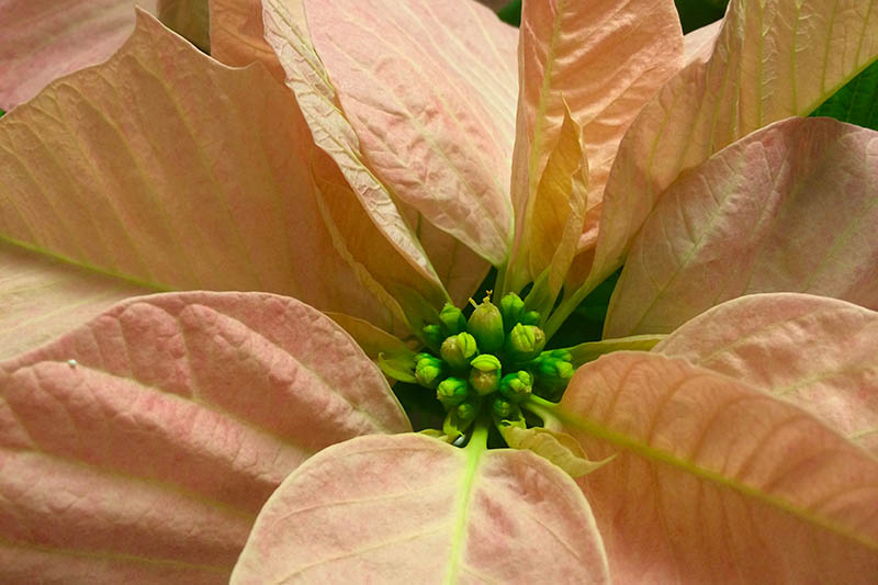 A close up horizontal image of an orange poinsettia plant with unopened cyathia in the center of the colorful leaves, pictured on a soft focus background.