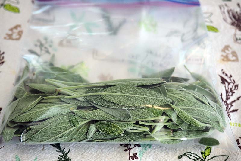 A close up horizontal image of a small plastic ziptop bag with fresh sage leaves set on a fabric surface.