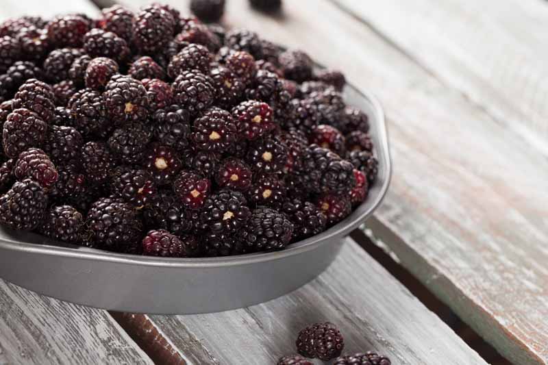 A close up horizontal image of a metal bowl filled to the brim with deep purple, ripe boysenberries, set on a wooden table.