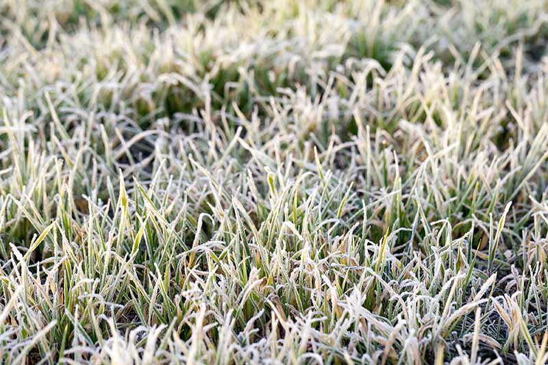 A close up horizontal image of a lawn covered in frost.