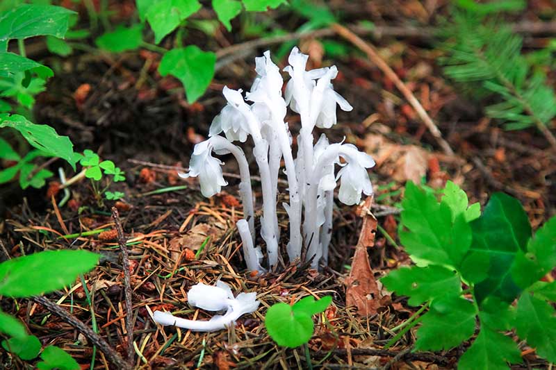 A close up horizontal image of a white ghost plant growing on the forest floor, surrounded by dead leaf litter and pine needles.
