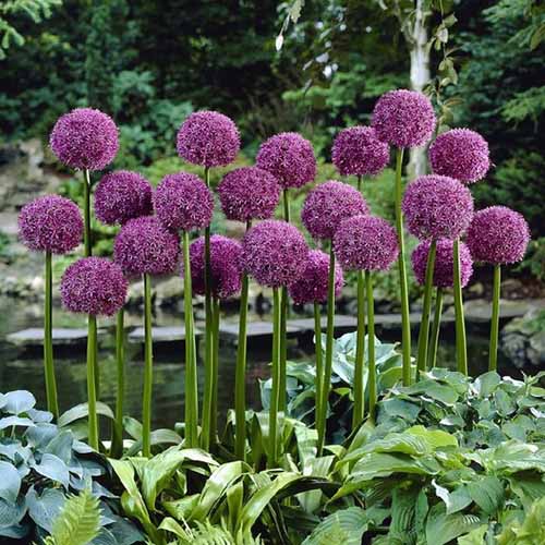 A close up square image of a clump of flowering 'Globemaster' alliums growing in the garden surrounded by foliage, pictured on a soft focus background.