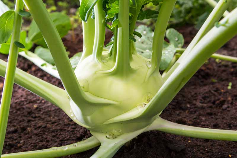 A close up horizontal image of a light green kohlrabi growing in the garden with dark green leaves and rich soil in soft focus in the background.