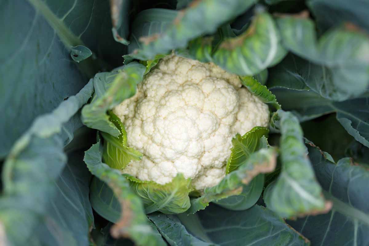 A close up horizontal image of a small cauliflower head developing on the plant surrounded by dark green foliage.