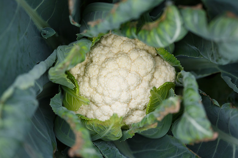 A close up horizontal image of a small cauliflower head developing on the plant surrounded by dark green foliage.