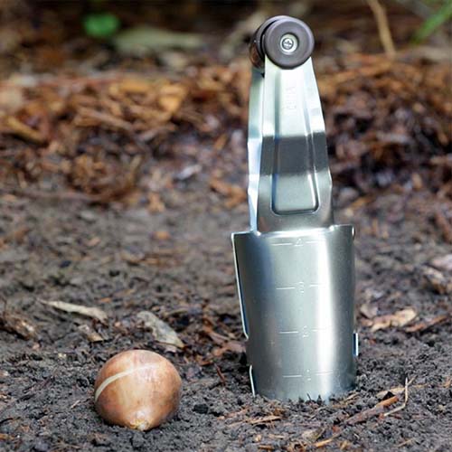 A close up square image of a metal bulb planter set on the ground with a spring bulb to the left, and mulch in soft focus in the background.