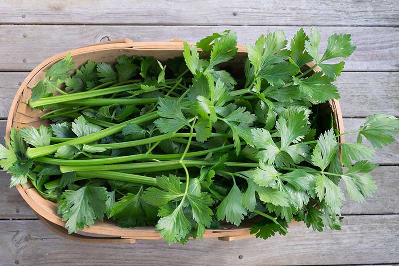 Harvesting Celery: Recognizing the Right Time to Pick