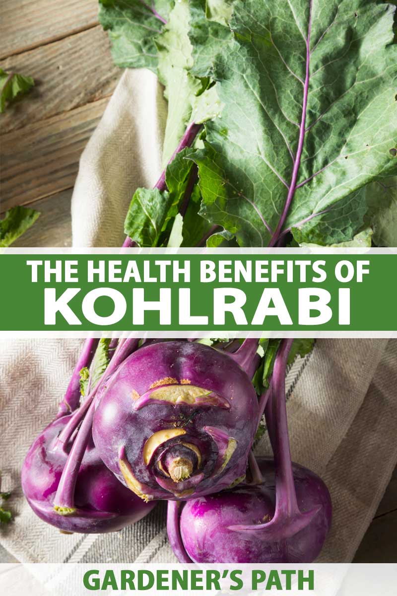 A close up vertical image of a freshly harvested purple kohlrabi with the tops still attached set on a fabric on a wooden surface. To the center and bottom of the frame is green and white printed text.