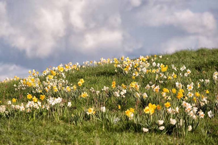 How to Create a Naturalized Daffodil Planting | Gardener’s Path