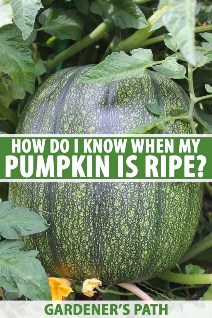 A close up vertical image of a large green pumpkin growing on the vine surrounded by foliage. To the center and bottom of the frame is green and white printed text.