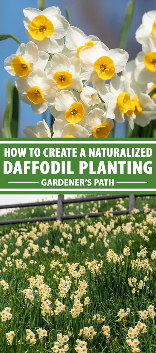 A collage of images showing different natural looking daffodil plantings.
