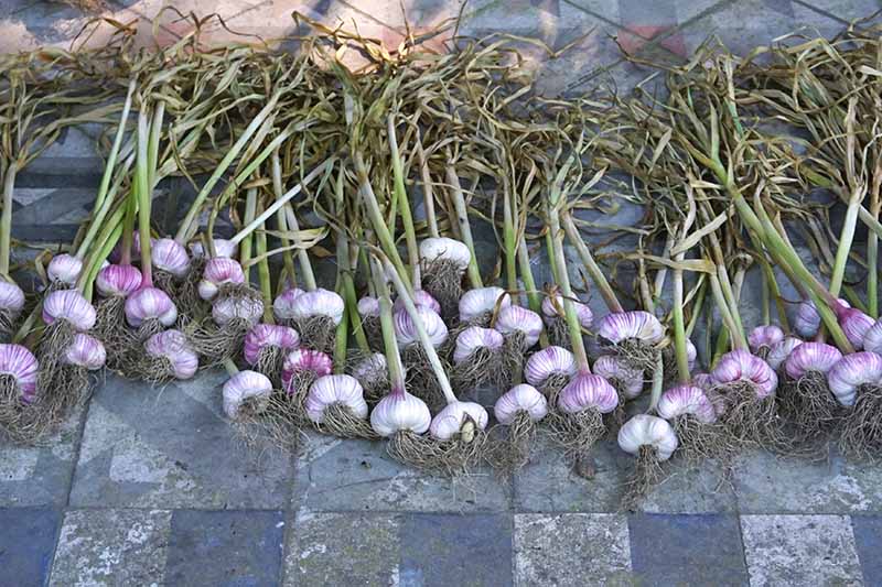 A close up horizontal image of freshly harvested softneck garlic from the garden with roots and tops still attached set on a tiled surface.