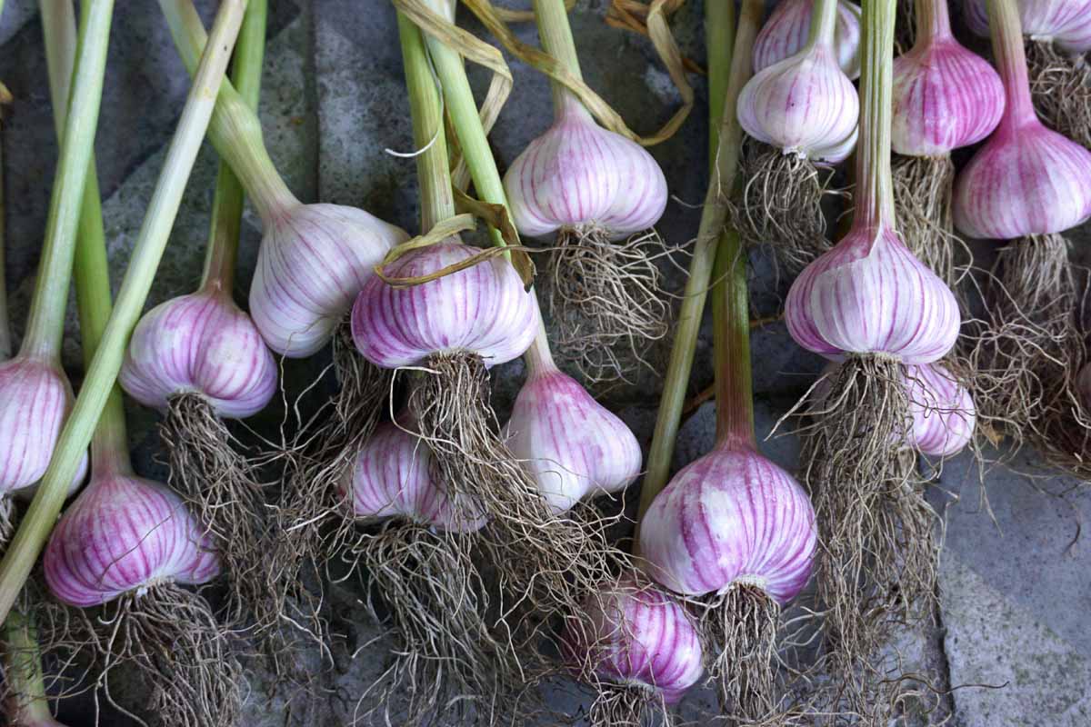 Freshly harvested softneck garlic from the garden with roots and tops still attached set on a tiled surface.
