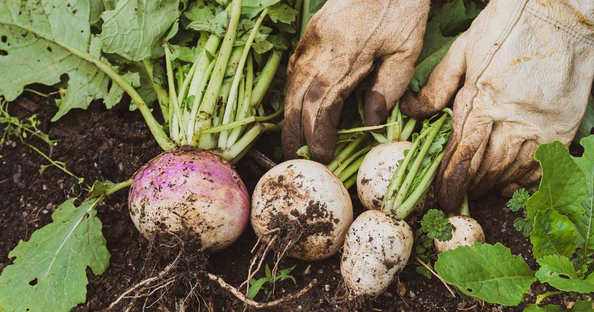 Implementing Effective Weed Control Methods For Turnips