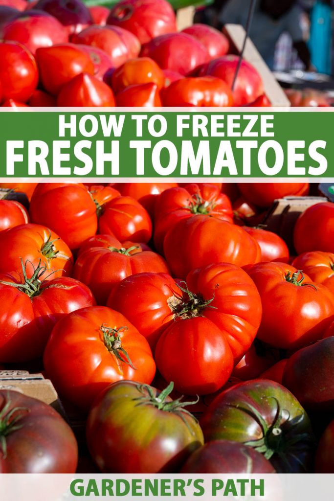 A close up vertical image of a large pile of fresh, ripe tomatoes pictured in bright sunshine. To the center and bottom of the frame is green and white printed text.
