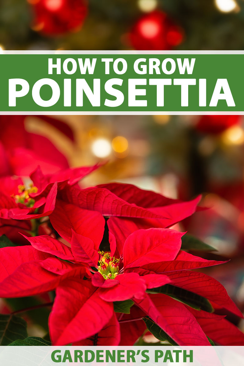 A close up vertical image of a colorful poinsettia plant with tiny flowers and bright red bracts, pictured on a soft focus background with fairy lights. To the top and bottom of the frame is green and white printed text.