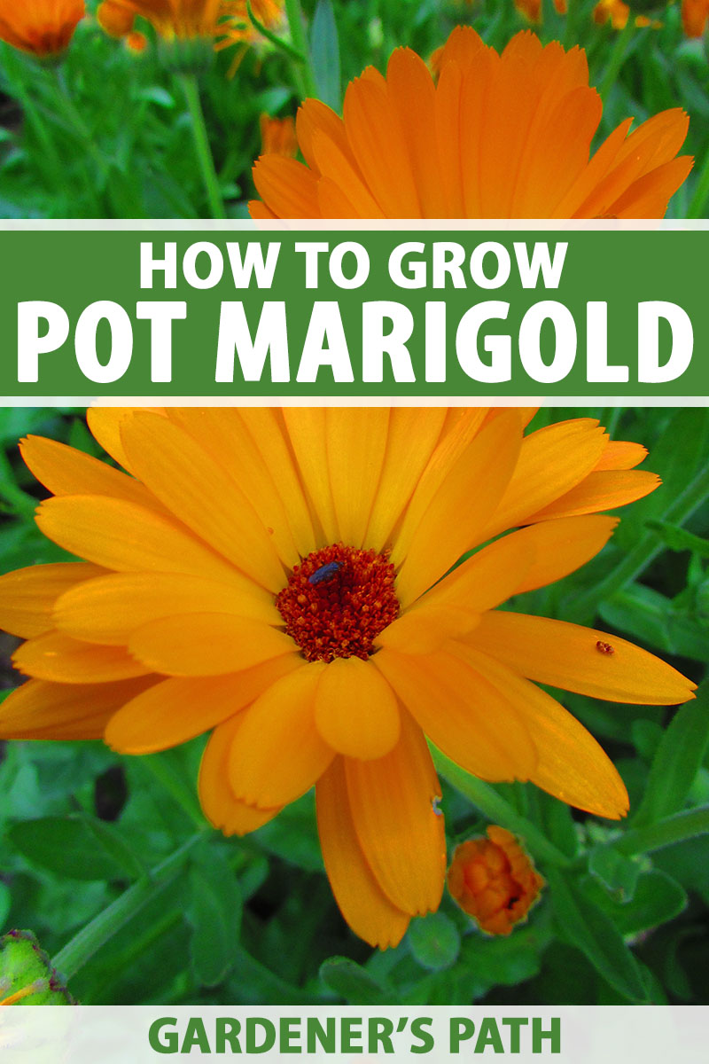 activering Stiptheid grafiek How to Grow Pot Marigold (Calendula) Flowers | Gardener's Path