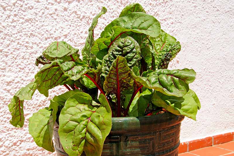 A close up horizontal image of a Swiss chard plant with red stalks and dark green leaves growing in a ceramic container, pictured in bright sunshine with a white wall in the background.