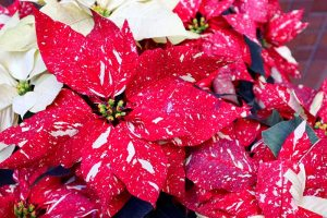 A close up horizontal image of a colorful poinsettia with red and white variegated bracts and tiny flowers in the center, with white specimens in the background in soft focus.