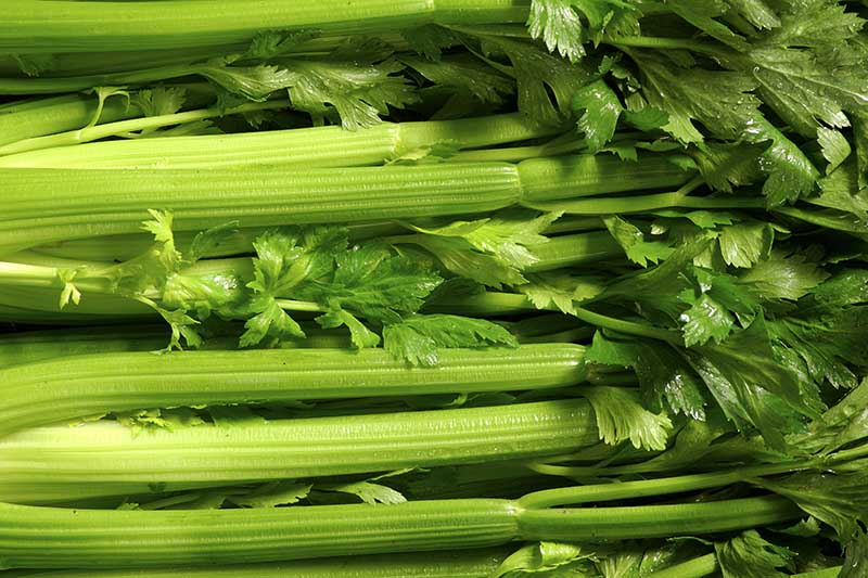 A close up horizontal image of freshly harvested celery stalks in a pile.