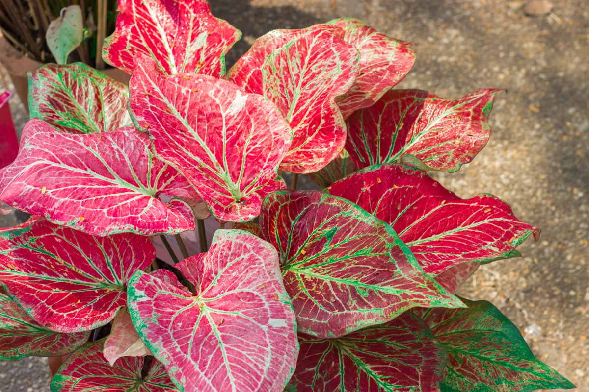 A close up horizontal image of the red and white foliage of a caladium plant growing in a pot, pictured in light sunshine on a soft focus background.