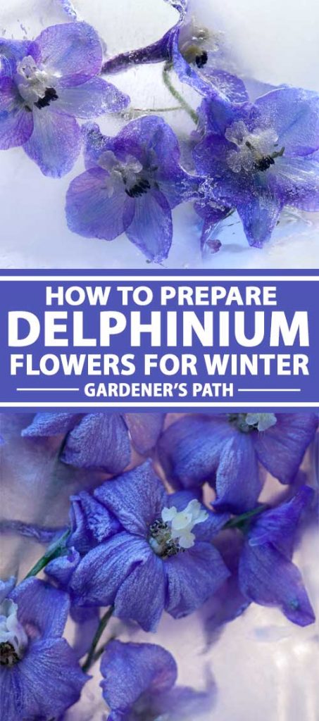A collage of photos showing frozen blue delphinium flowers.