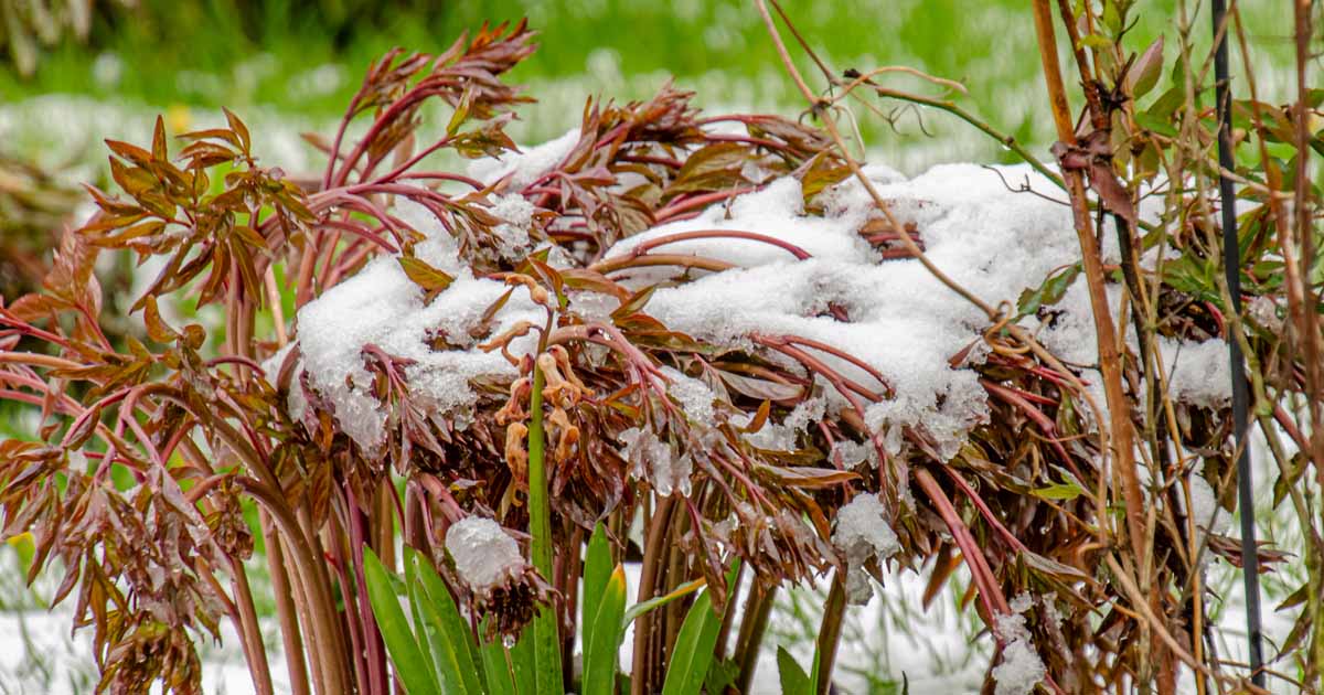 How To Care For Peony Plants In Winter, How To Prepare A Perennial Garden For Winter