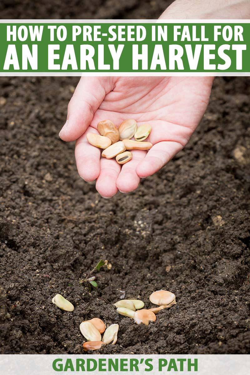 A close up vertical image of a hand from the top of the frame holding seeds in the palm, planting them in dark, rich soil in the autumn garden. To the top and bottom of the frame is green and white printed text.