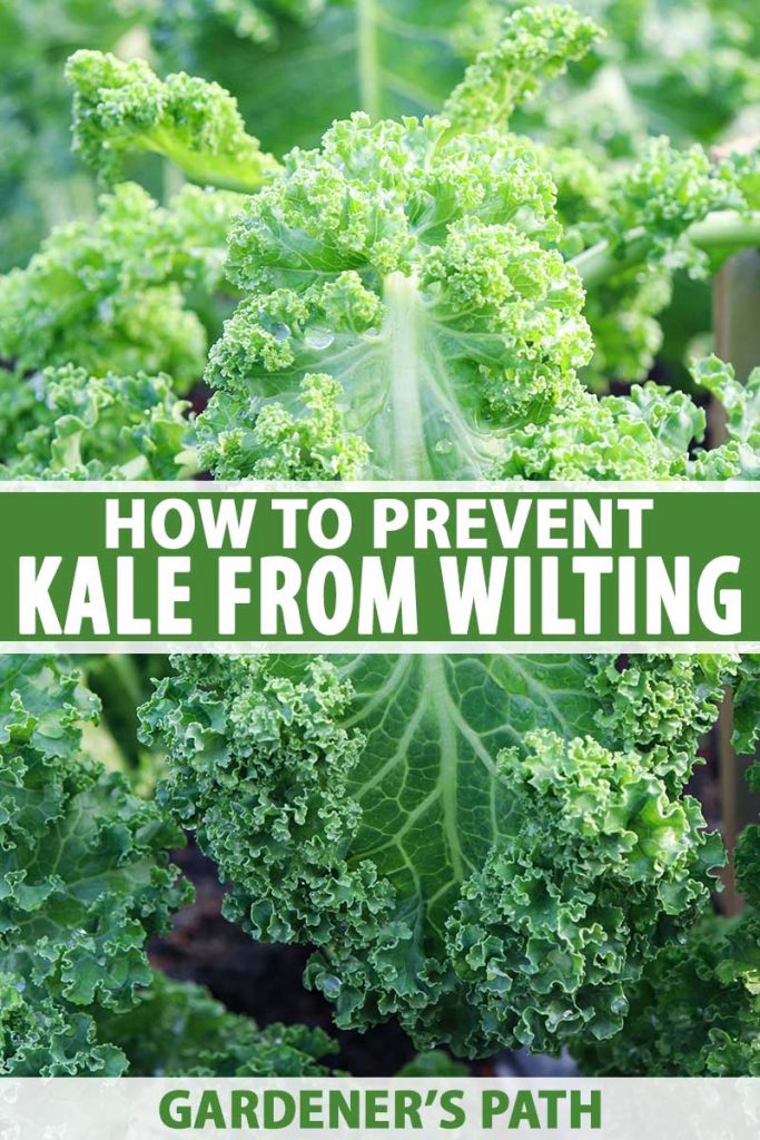 A vertical close up picture of a kale plant growing in the garden that has started to wilt. To the center and bottom of the frame is green and white printed text.