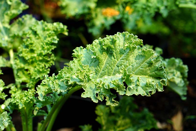 A close up horizontal image of kale growing in the garden pictured in light autumn sunshine on a soft focus background.