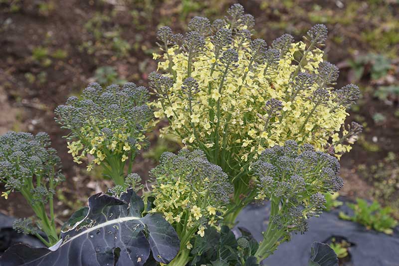 A close up horizontal image of a broccoli plant that has produced heads that have been allowed to bolt with bright yellow flowers, pictured on a soft focus background.