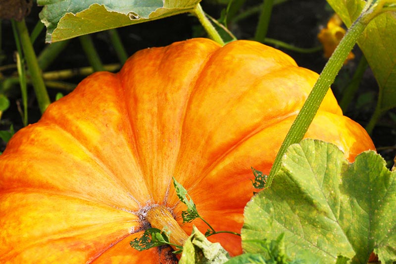 A close up horizontal image of a large orange pumpkin ripening on the vine, surrounded by foliage pictured on a soft focus background.