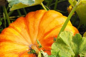 A close up horizontal image of a large orange pumpkin ripening on the vine, surrounded by foliage pictured on a soft focus background.