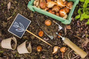 A close up horizontal image of a garden trowel set on the ground with a box of spring-flowering bulbs to the top of the frame. To the left of the frame is a plant marker and biodegradable pots.
