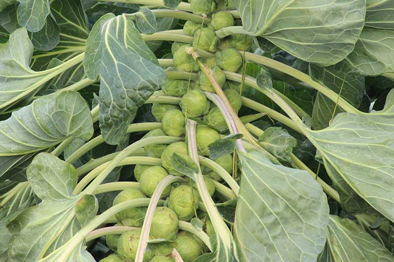A close up horizontal image of a large brussels sprout plant with tight clusters of perfectly formed buds surrounded by foliage, ready to harvest, pictured growing in the garden on a soft focus background.
