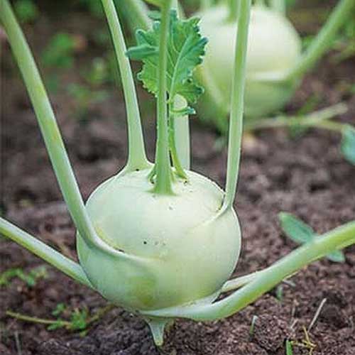 A close up square image of a 'Konan Hybrid' kohlrabi growing in the garden pictured on a soft focus background.