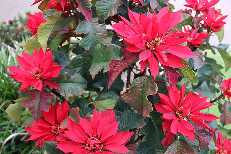 A close up horizontal image of a large Euphorbia pulcherrima plant with bright red bracts surrounded by green foliage, pictured on a soft focus background.