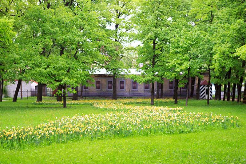 A horizontal image of a building with trees in the foreground and a large swath of naturalized daffodils growing in the grass.