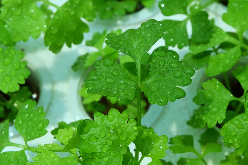 A close up horizontal image of celery leaves covered in light droplets of water pictured on a soft focus background.