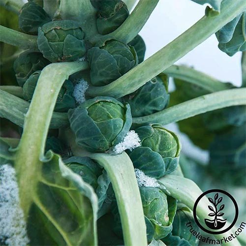 A close up square image of Brassica oleracea var. gemmifera 'Long Island Improved' growing in the garden with mature buds and a light dusting of snow on the foliage. To the bottom right of the frame is a black circular logo with text.