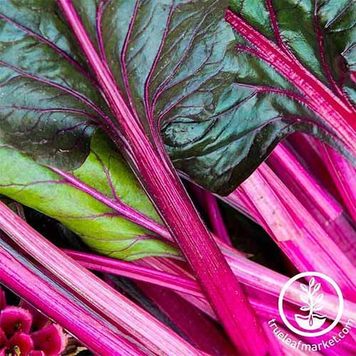 A close up square image of 'Magenta Sunset' chard with bright pink stalks and dark green leaves. To the bottom right of the frame is a white circular logo with text.