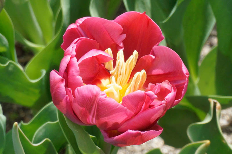 A close up horizontal image of a scarlet 'Margarita' tulip flower, growing in the garden, pictured in bright sunshine with foliage in soft focus in the background.